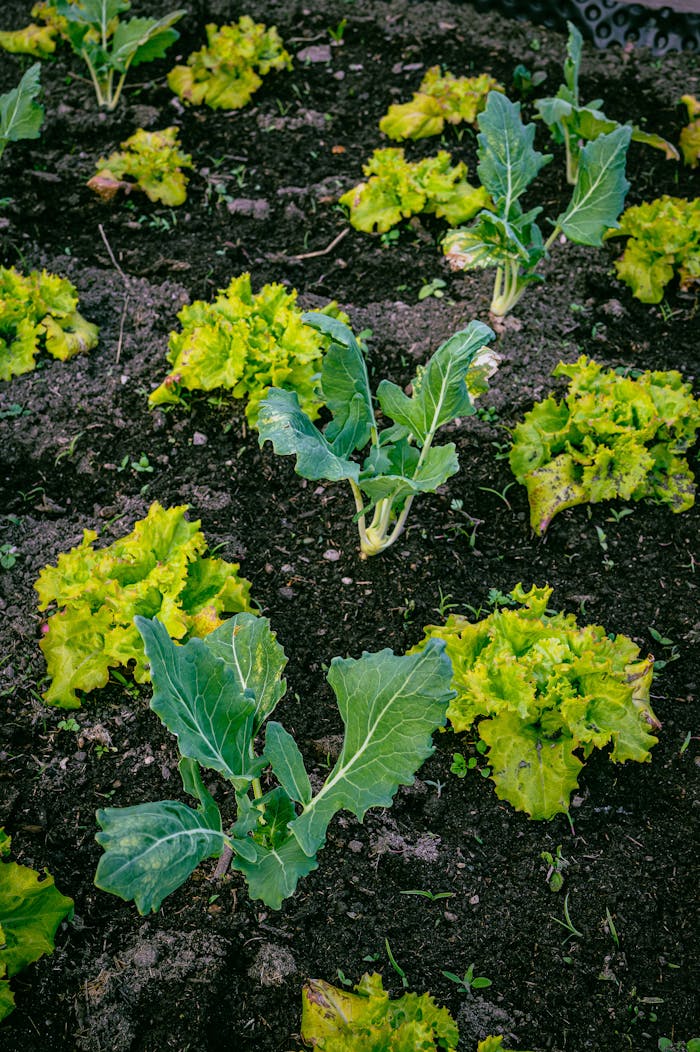 A vibrant close-up of leafy lettuce plants growing in a rich soil farm bed.