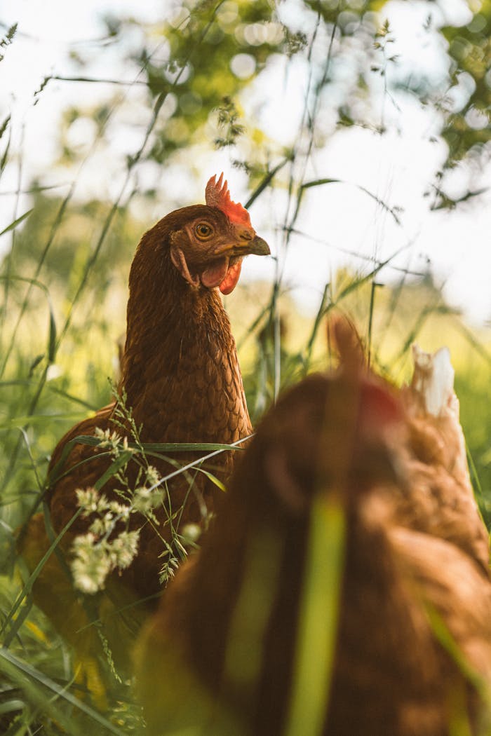Two hens peacefully forage among tall grass and wildflowers on a sunny day.