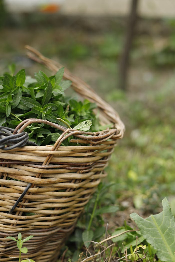 A wicker basket filled with fresh green herbs placed on grass in a rural setting.