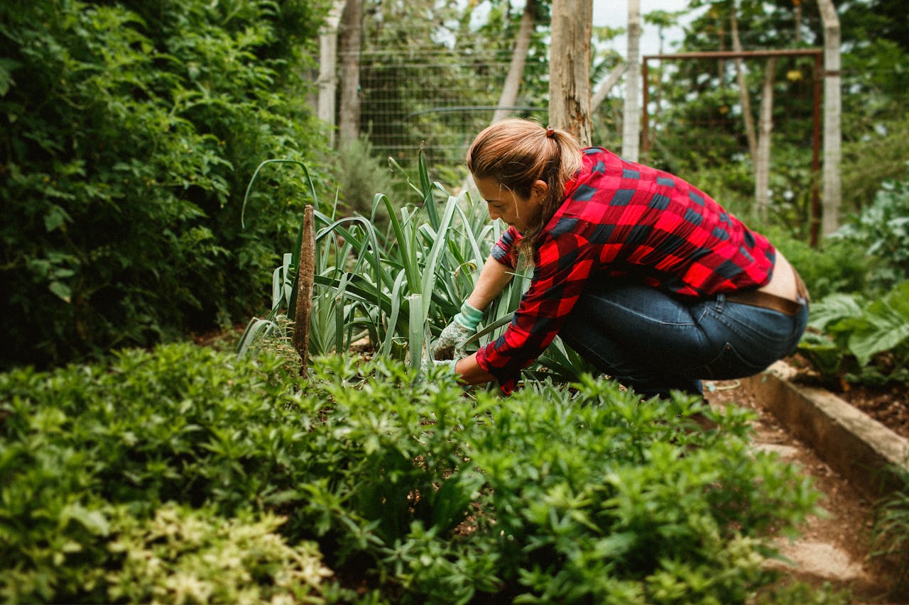 Woman tending plants in a vibrant summer garden, wearing gardening gloves.