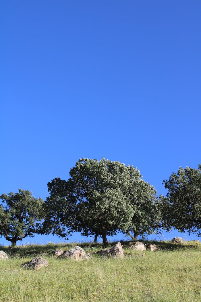 Serene landscape of lush oak trees on a grassy field beneath a clear blue sky.