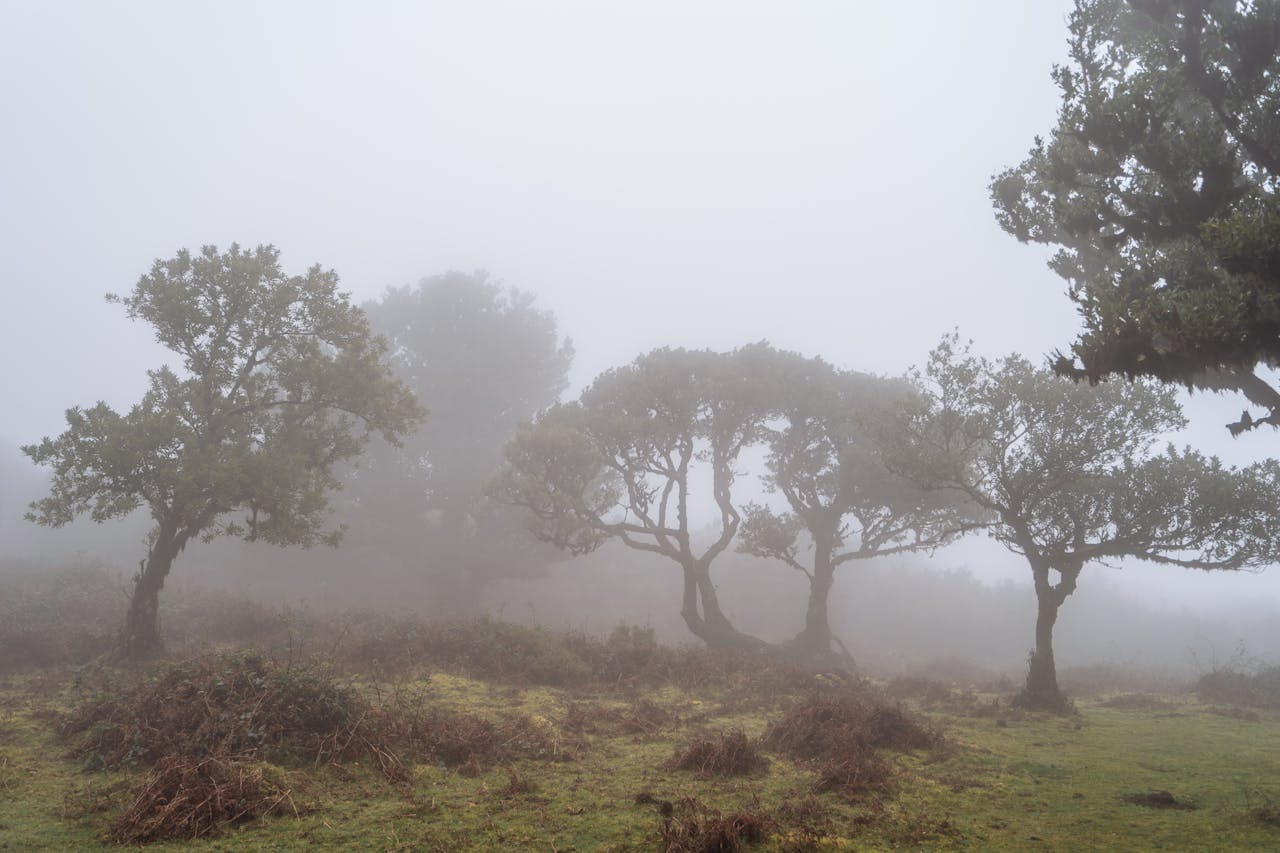 Mysterious laurel forest in foggy Madeira, Portugal, showcasing natural beauty.