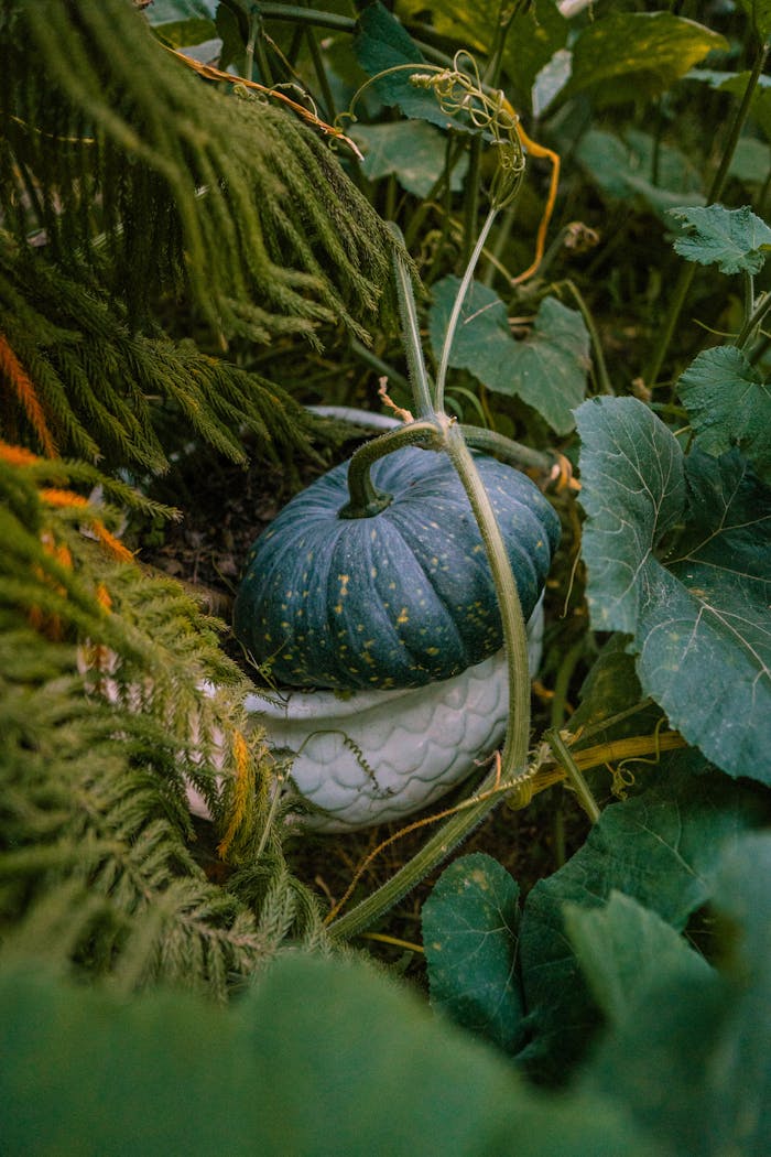 A vibrant green pumpkin nestled among lush garden foliage in summer.