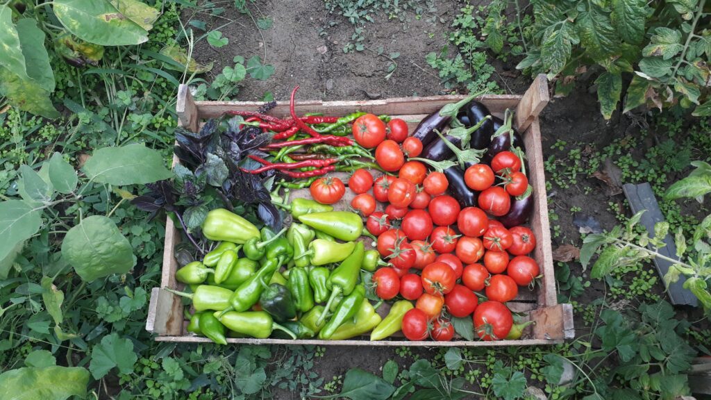 A vibrant assortment of freshly harvested organic vegetables in a wooden crate outdoors.