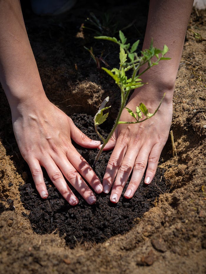 Close-up of hands nurturing a young tomato plant in garden soil outdoors.