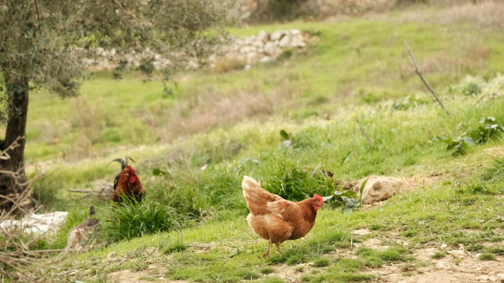 Chickens roam freely on a lush green farm, showcasing rural life.