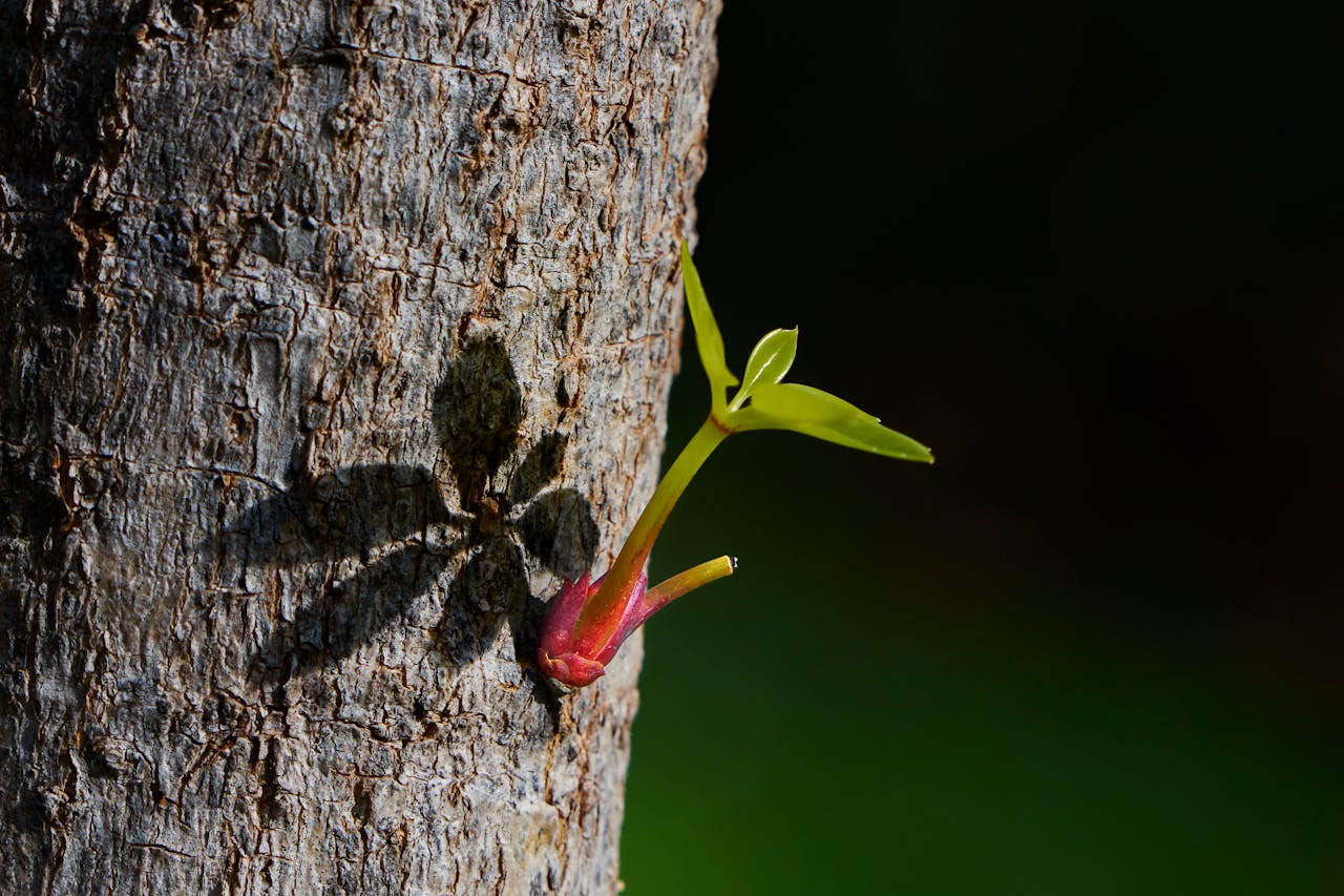 Close-up shot of a new plant sprout emerging from a tree trunk in bright sunlight.