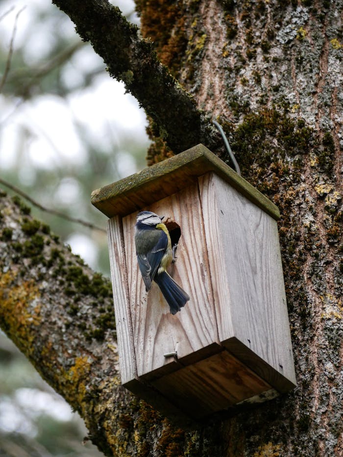 A bird perched on a wooden birdhouse attached to a tree in a natural forest environment.