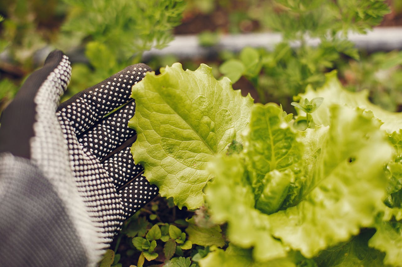 Close-up of a gloved hand harvesting fresh lettuce leaves in a garden.