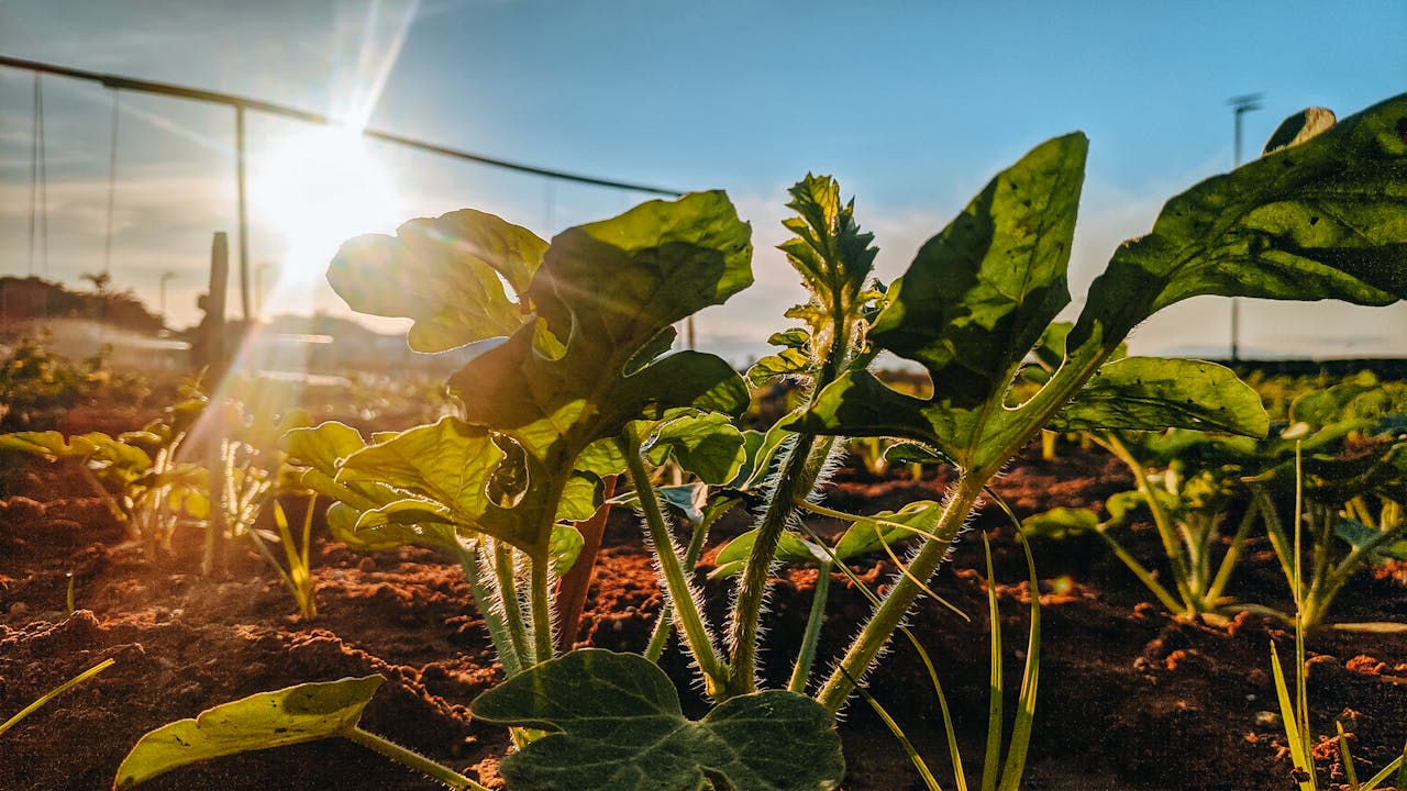 A sunlit young plant growing in organic soil on a farm with a warm summer atmosphere.