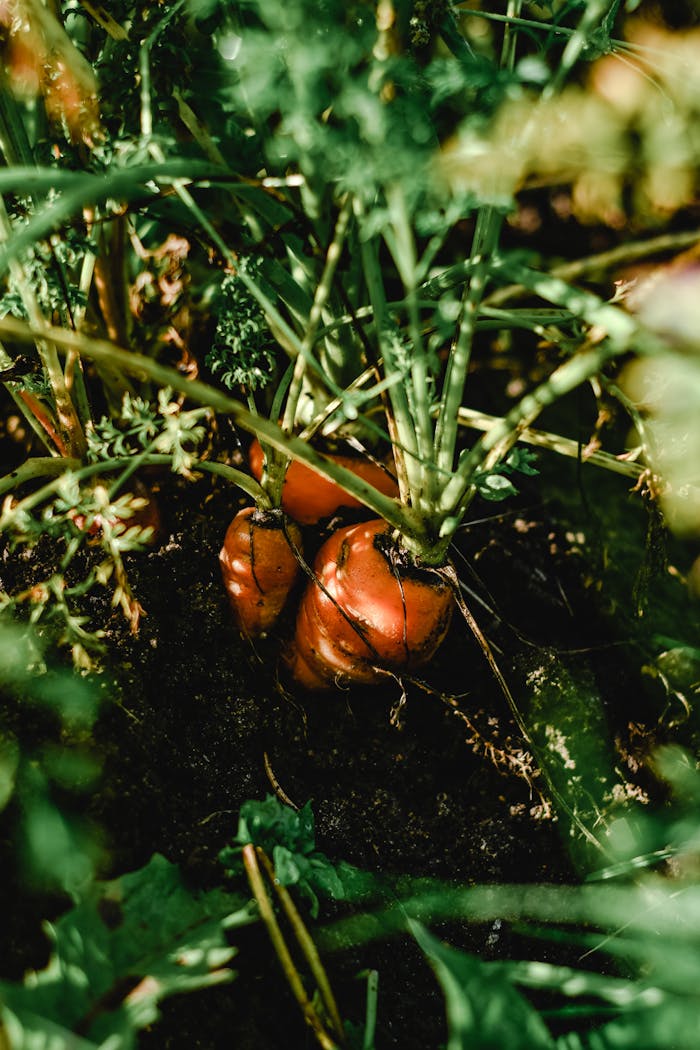Close-up of fresh carrots growing in Vihtra, Estonia garden, showcasing vibrant nature