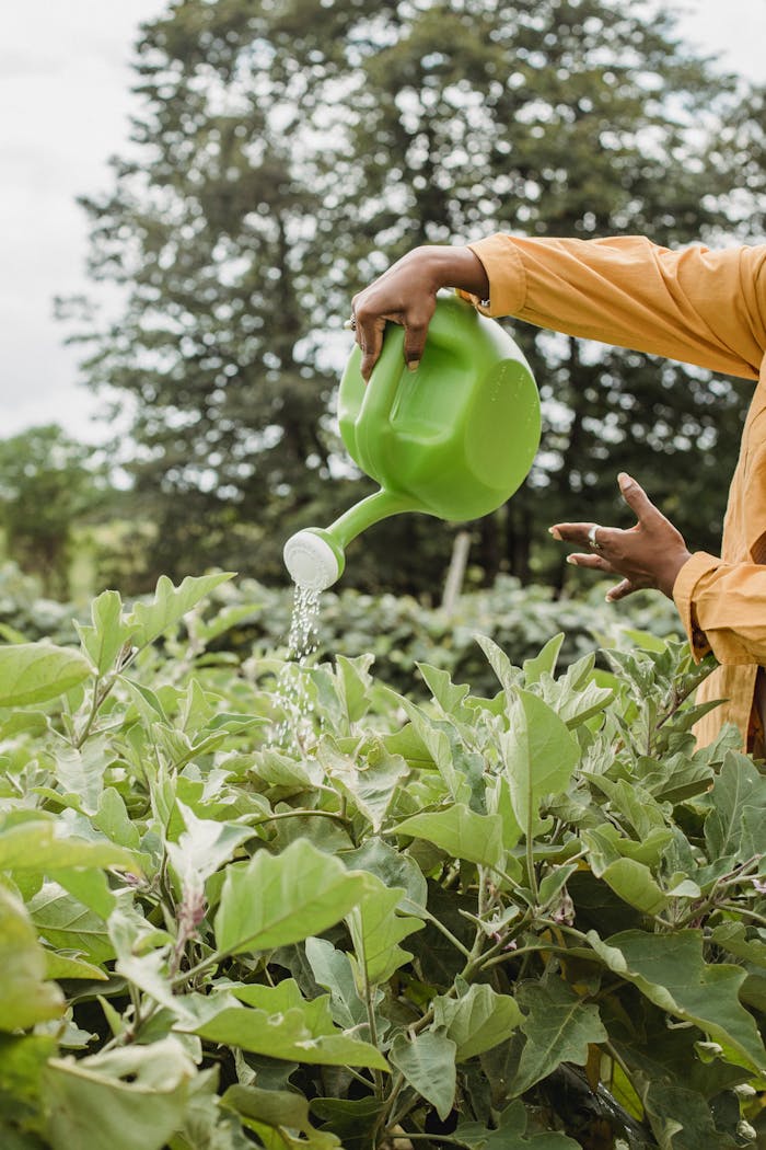 Crop anonymous female gardener watering fresh plants from can while working in agricultural field on sunny day