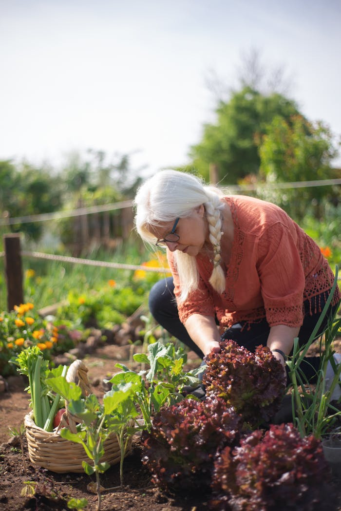 Elderly woman with white hair harvesting lettuce in a vibrant garden in Portugal.